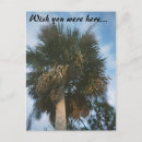 Suche nach florida vertikale postkarten Fotografie