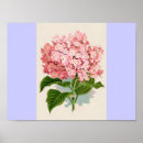 Suche nach rosa hydrangea poster Natur