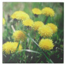 Suche nach dandelion fliesen Blume