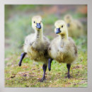 Suche nach kanadische gans poster Kanadengänse