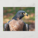 Suche nach wanderfalke postkarten Falco peregrinus