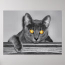 Suche nach katzenaugen poster Kitty