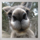 Suche nach roo poster Natur