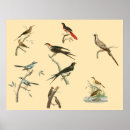 Suche nach afrikanischer vogel poster Natur