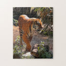 Suche nach bengalischer tiger puzzle Katzen