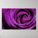 Suche nach lila rose poster Floral