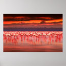 Suche nach schöne tiere poster Safari
