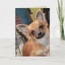 Suche nach chien karten Welpe