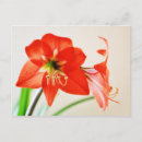 Suche nach amaryllis postkarten Pflanze