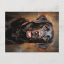 Suche nach schokoladen labrador postkarten Kaninchen
