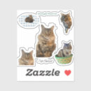 Suche nach waldkatze Katzenliebhaberin