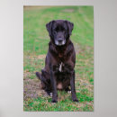 Suche nach labrador welpe poster Tiere