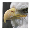 Suche nach raubvögel fliesen Adler