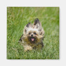 Suche nach yorkshire terrier magnete Welpe
