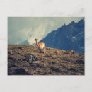 Suche nach guanaco postkarten Tiere