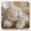 Suche nach babytier untersetzer Katze