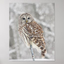 Suche nach schnee eule poster Winter