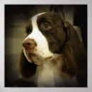 Suche nach spaniels kunst Canine