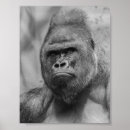 Suche nach primate poster Gorilla
