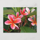 Suche nach plumeria postkarten Lila