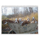 Suche nach jagdhund kalender Welpe