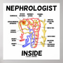 Suche nach nephrologe poster Nieren