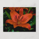 Suche nach lilium poster Pflanze