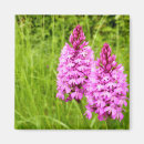 Suche nach rosa orchidee magnete Blühen