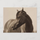 Suche nach arabisches pferd postkarten Reiten