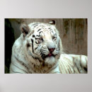 Suche nach weiße tiger poster Natur