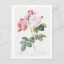 Suche nach rosenbusch postkarten Blume