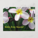 Suche nach aloha blumen postkarten Botanisch
