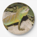 Suche nach wasserdrache Eidechse
