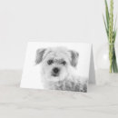 Suche nach maltese karten Maltesischer hund