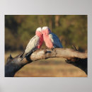 Suche nach rosa papagei poster Kakadu