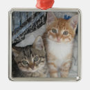 Suche nach gestreifte katze ornamente Kätzchen