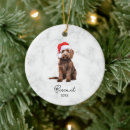 Suche nach goldendoodle Golddoodle