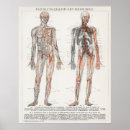 Suche nach vintage medizinische poster Anatomisch