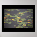 Suche nach wasserlilien poster Fotografie