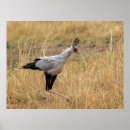 Suche nach sekretär poster Vogelvogel