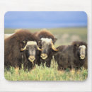 Suche nach geweih mousepads Lebensraum