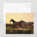 Suche nach arabisches pferd postkarten Bob langrish