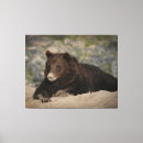 Suche nach grizzlybär leinwandbilder Tragen