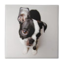 Suche nach boston terrier fliesen Klein