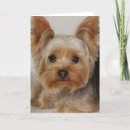 Suche nach yorkshire terrier karten Jungtier