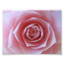 Suche nach rosa kamelie poster Fotografie