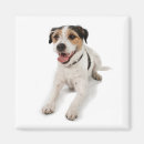 Suche nach puppie Haustier