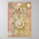 Suche nach vintage quallen poster Kunstformen der natur