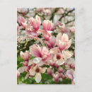 Suche nach magnolien postkarten Rosa