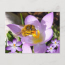 Suche nach krokus postkarten Für sie